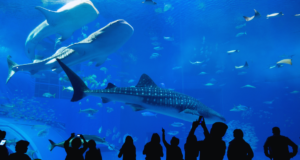 AZA Annual Conference 2024 Visitors silhouetted against a large aquarium tank with sharks and fish.