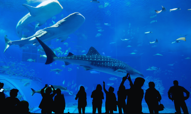 Visitors silhouetted against a large aquarium tank with sharks and fish.