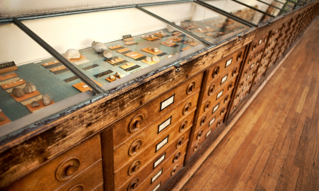 View of a glass museum display cabinet with specimens and lots of drawers.