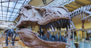 How 5 Museums Are Utilizing Augmented Reality Right Now Close up of a t-rex skull in a museum.