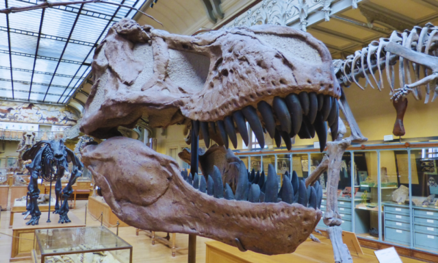 Close up of a t-rex skull in a museum.