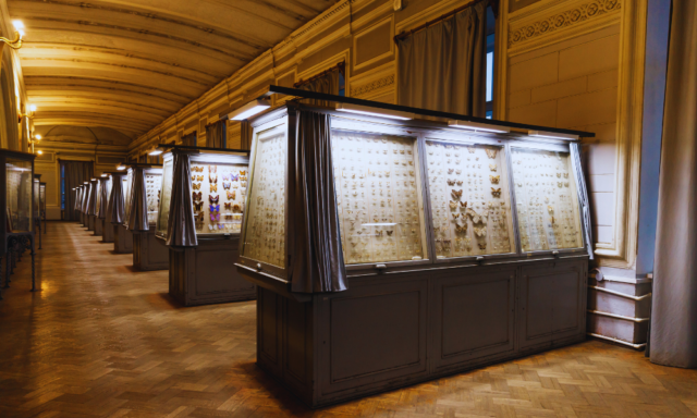 Many rows of museum display cases filled with items from the collection.