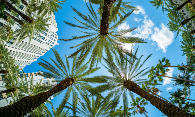 Fisheye cityscape of Miami Beach looking up at palm trees and art deco buildings