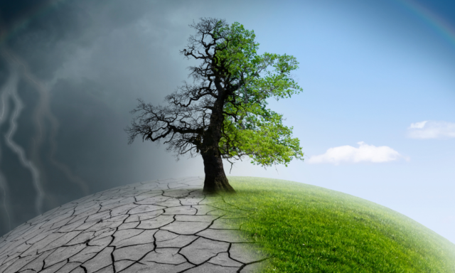 Tree on a globe, half healthy/half unhealthy, representing climate change