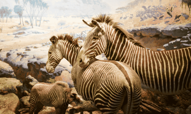 Zebra display at the American Museum of Natural History in NYC