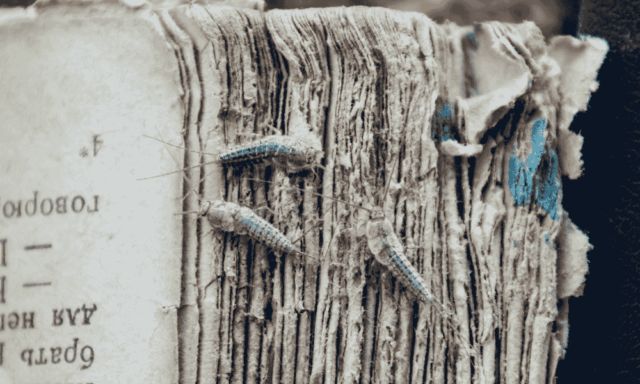Pages of an old book showing visible damage and silverfish