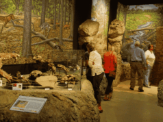 What a Century of Visitor Research Says About Wayfinding in Museums Visitors looking at dioramas and fossils of prehistoric mammals in the Visitors Center of the John Day Fossil Beds National Monument, Oregon