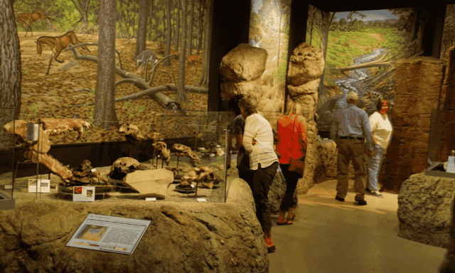 Visitors looking at dioramas and fossils of prehistoric mammals in the Visitors Center of the John Day Fossil Beds National Monument, Oregon