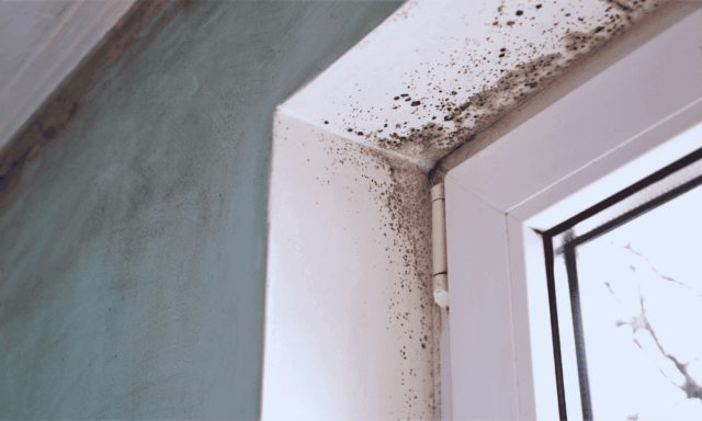 Upper corner of a windowsill with spots of mold