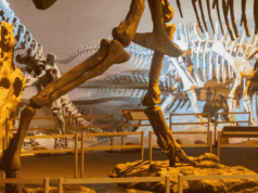 Attractions Leaders Report ‘Cautious Optimism’ for 2026, Warn Against Complacency A close-up view of dinosaur skeletons displayed in a museum